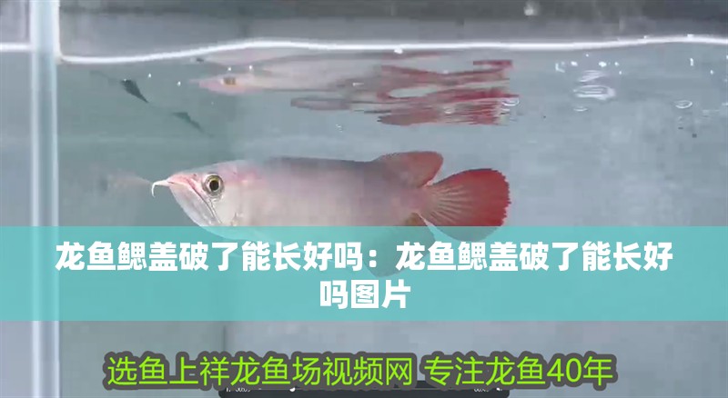 龍魚鰓蓋破了能長好嗎：龍魚鰓蓋破了能長好嗎圖片