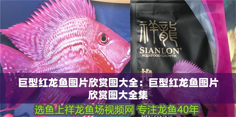 巨型紅龍魚圖片欣賞圖大全：巨型紅龍魚圖片欣賞圖大全集