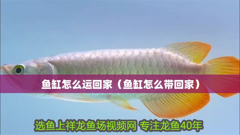 魚缸怎么運回家（魚缸怎么帶回家）