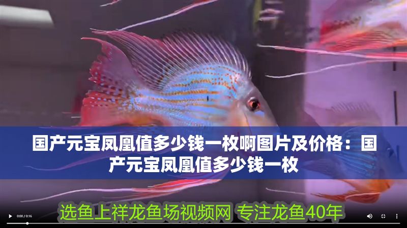國產元寶鳳凰值多少錢一枚啊圖片及價格：國產元寶鳳凰值多少錢一枚
