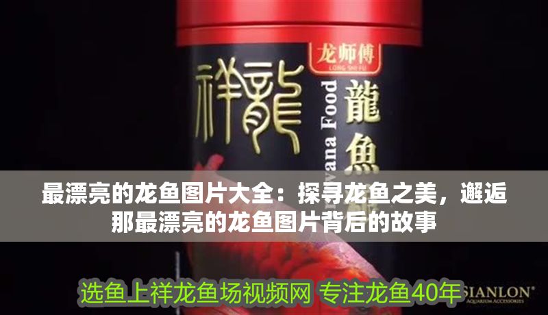 最漂亮的龍魚圖片大全：探尋龍魚之美，邂逅那最漂亮的龍魚圖片背后的故事