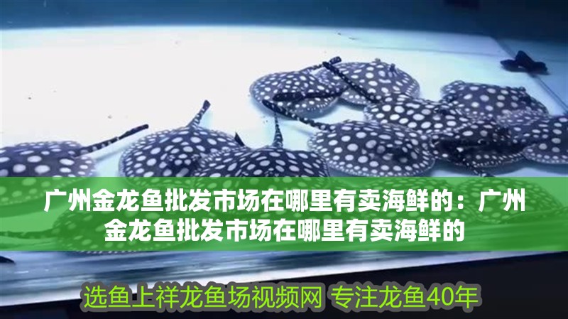 廣州金龍魚批發市場在哪里有賣海鮮的:廣州金龍魚批發市場在哪里有賣海鮮的 水族問答 廣州金龍魚批發市場在哪里有賣海鮮的:廣州金龍魚批發市場在哪里有賣海鮮的 廣州金龍魚批發市場在哪里有賣海鮮的:廣州金龍魚批發市場在哪里有賣海鮮的 水族問答
