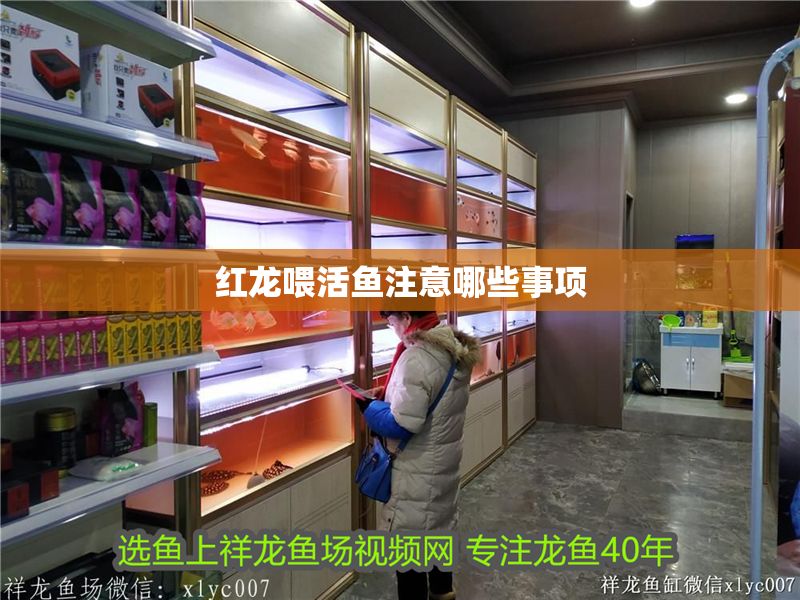 紅龍喂活魚注意哪些事項