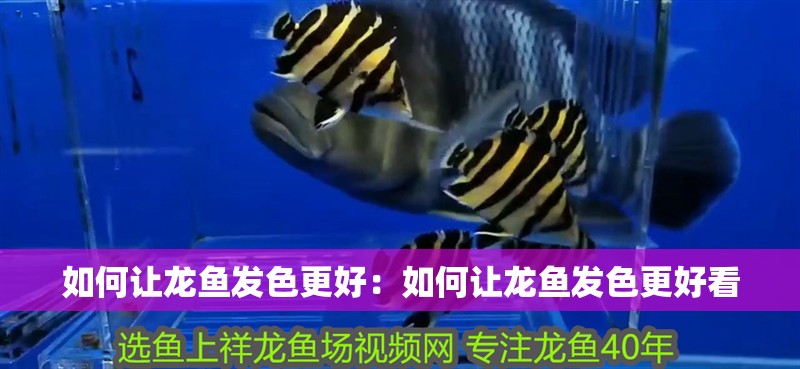 如何讓龍魚發色更好：如何讓龍魚發色更好看