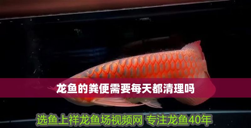 龍魚的糞便需要每天都清理嗎