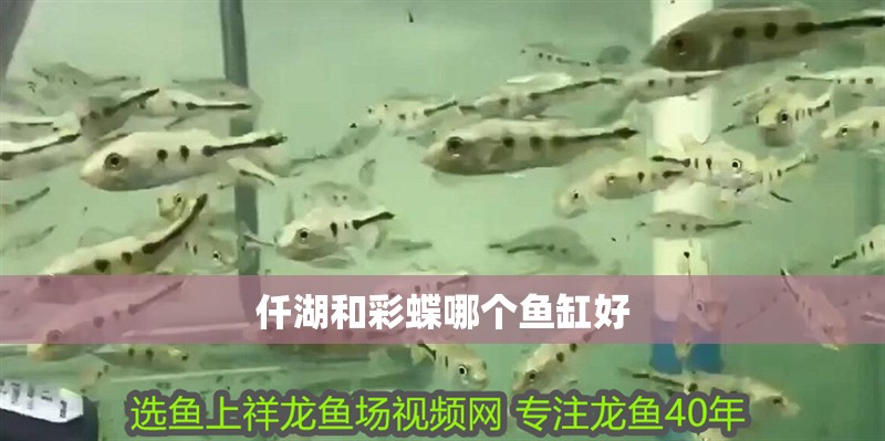 仟湖和彩蝶哪個魚缸好
