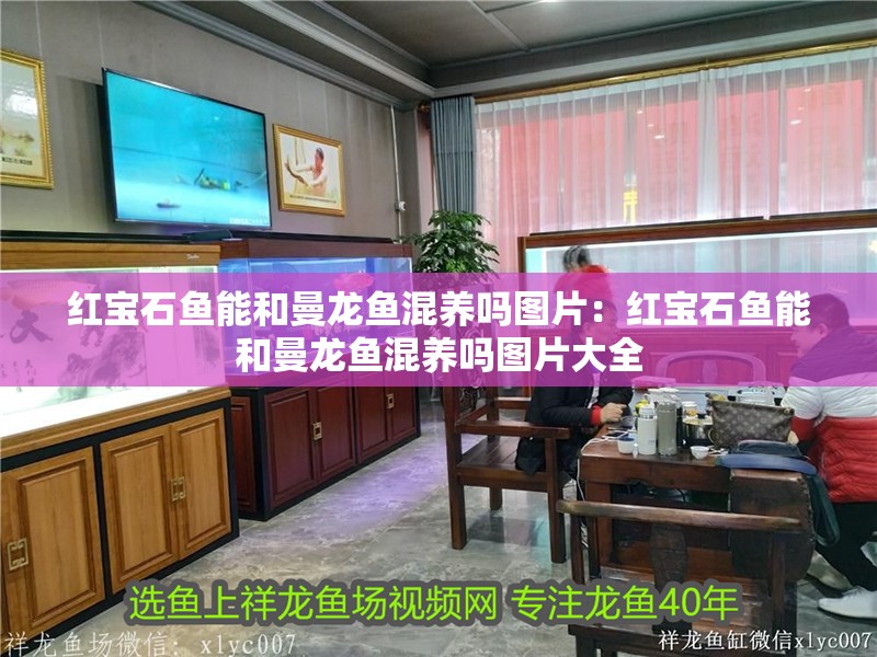 紅寶石魚(yú)能和曼龍魚(yú)混養(yǎng)嗎圖片：紅寶石魚(yú)能和曼龍魚(yú)混養(yǎng)嗎圖片大全