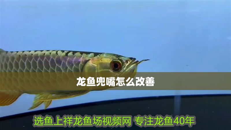 龍魚兜嘴怎么改善