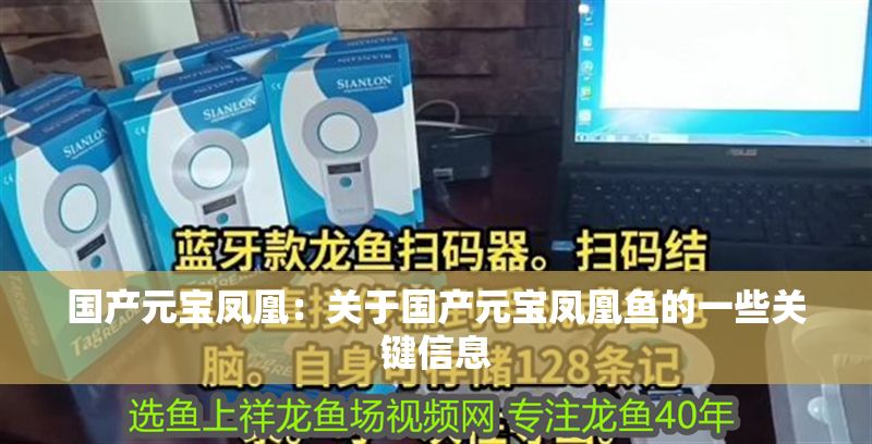 國產(chǎn)元寶鳳凰：關(guān)于國產(chǎn)元寶鳳凰魚的一些關(guān)鍵信息