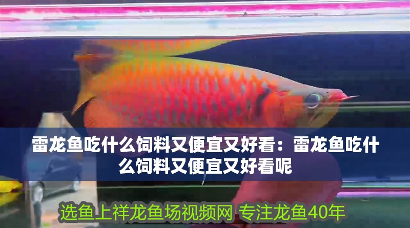 雷龍魚吃什么飼料又便宜又好看：雷龍魚吃什么飼料又便宜又好看呢