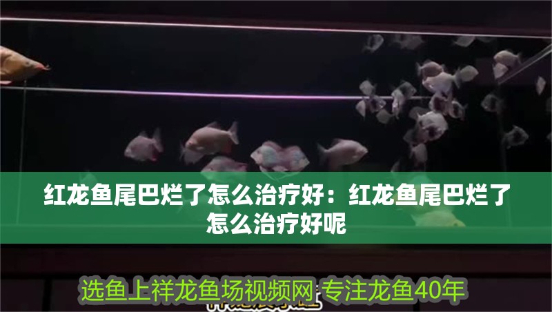 紅龍魚尾巴爛了怎么治療好：紅龍魚尾巴爛了怎么治療好呢