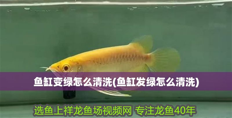 魚缸變綠怎么清洗(魚缸發綠怎么清洗)