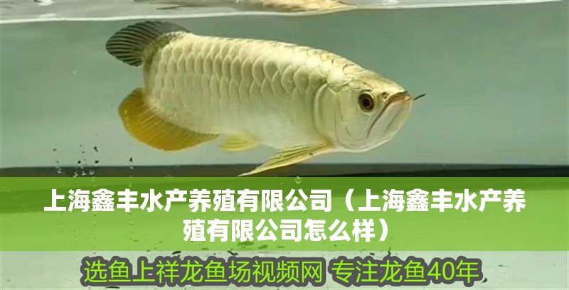 上海鑫豐水產養殖有限公司（上海鑫豐水產養殖有限公司怎么樣）