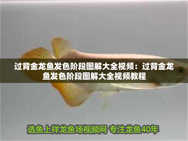 過(guò)背金龍魚(yú)發(fā)色階段圖解大全視頻：過(guò)背金龍魚(yú)發(fā)色階段圖解大全視頻教程