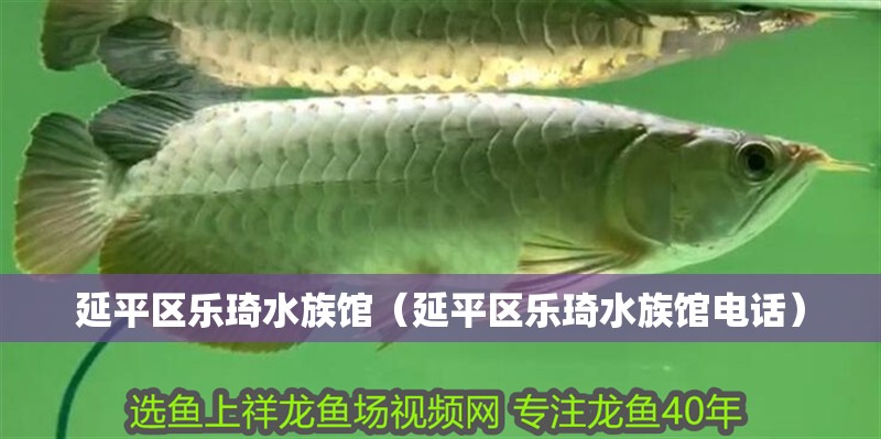 延平區樂琦水族館（延平區樂琦水族館電話）