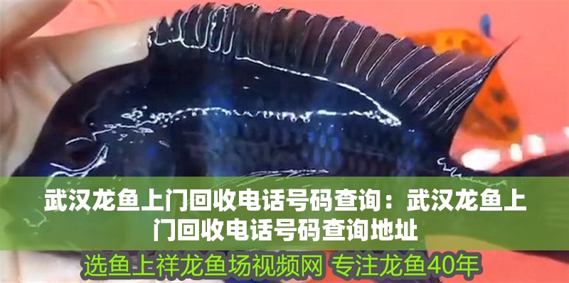 武漢龍魚上門回收電話號碼查詢：武漢龍魚上門回收電話號碼查詢地址
