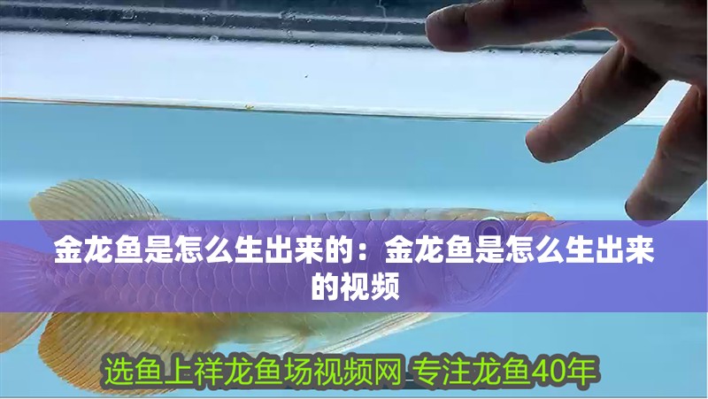 金龍魚是怎么生出來(lái)的：金龍魚是怎么生出來(lái)的視頻