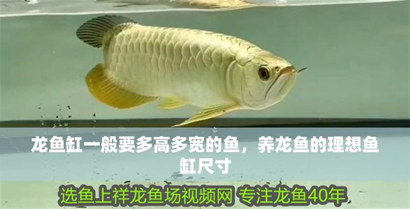 龍魚缸一般要多高多寬的魚，養(yǎng)龍魚的理想魚缸尺寸