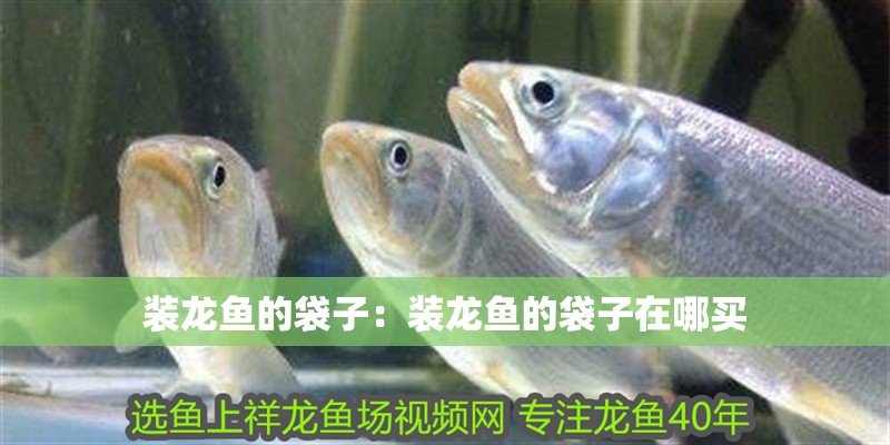 裝龍魚的袋子：裝龍魚的袋子在哪買