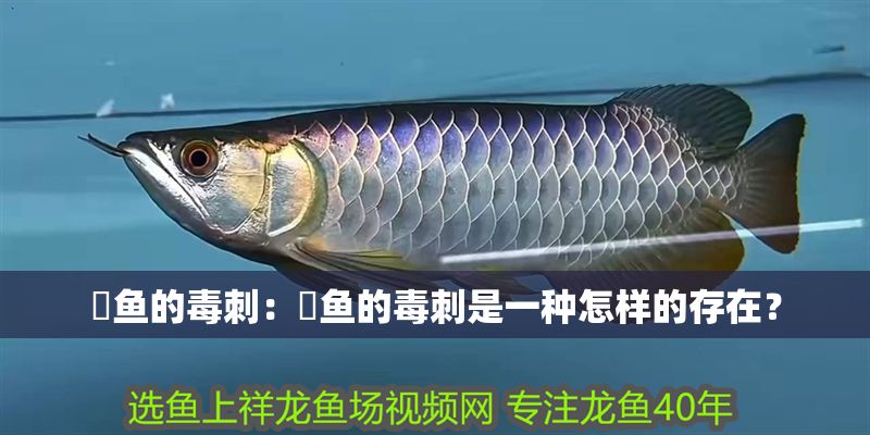 魟魚的毒刺：魟魚的毒刺是一種怎樣的存在？