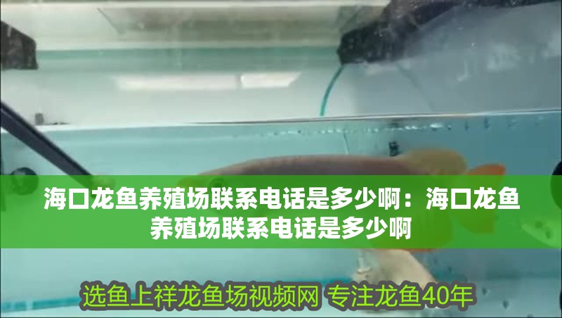 海口龍魚養殖場聯系電話是多少啊：海口龍魚養殖場聯系電話是多少啊