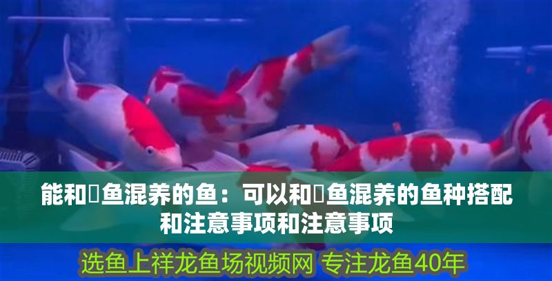 能和魟魚混養的魚：可以和魟魚混養的魚種搭配和注意事項和注意事項
