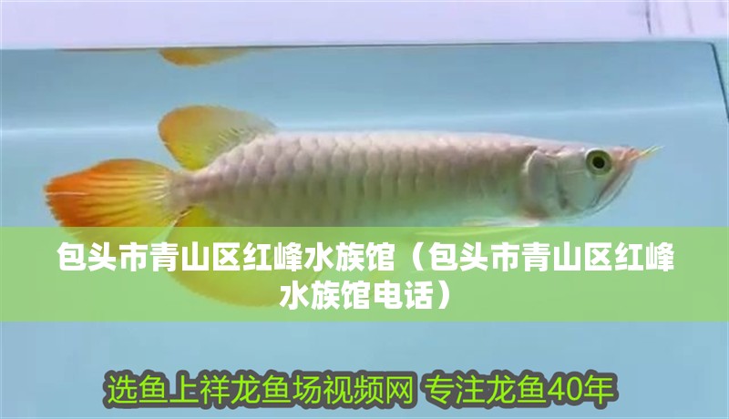 包頭市青山區紅峰水族館（包頭市青山區紅峰水族館電話）