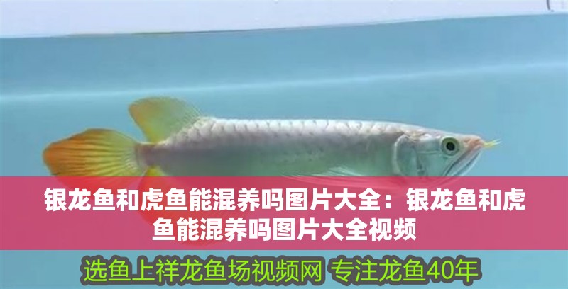 銀龍魚和虎魚能混養嗎圖片大全：銀龍魚和虎魚能混養嗎圖片大全視頻