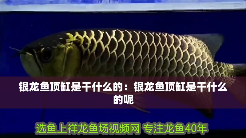 銀龍魚頂缸是干什么的：銀龍魚頂缸是干什么的呢