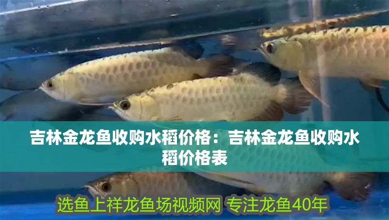 吉林金龍魚收購水稻價格:吉林金龍魚收購水稻價格表 水族問答 吉林金龍魚收購水稻價格:吉林金龍魚收購水稻價格表 吉林金龍魚收購水稻價格:吉林金龍魚收購水稻價格表 水族問答