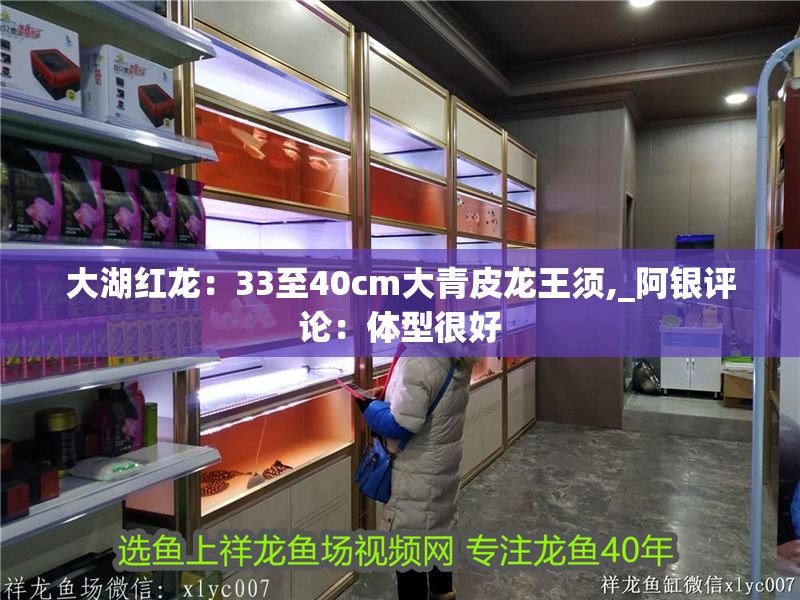 大湖紅龍：33至40cm大青皮龍王須,_阿銀評(píng)論：體型很好