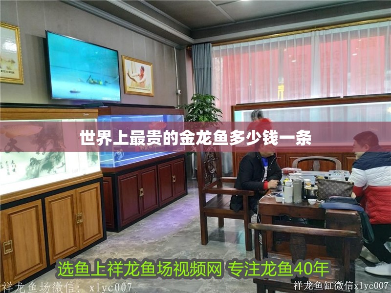 世界上最貴的金龍魚(yú)多少錢(qián)一條