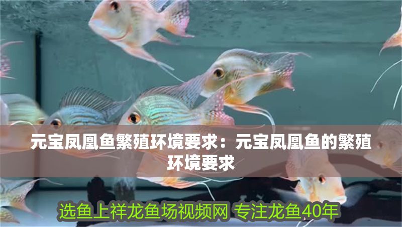 元寶鳳凰魚繁殖環(huán)境要求：元寶鳳凰魚的繁殖環(huán)境要求