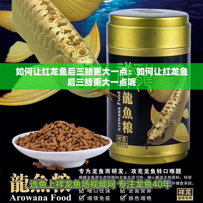 如何讓紅龍魚后三鰭更大一點：如何讓紅龍魚后三鰭更大一點呢