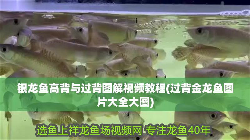 銀龍魚高背與過背圖解視頻教程(過背金龍魚圖片大全大圖)