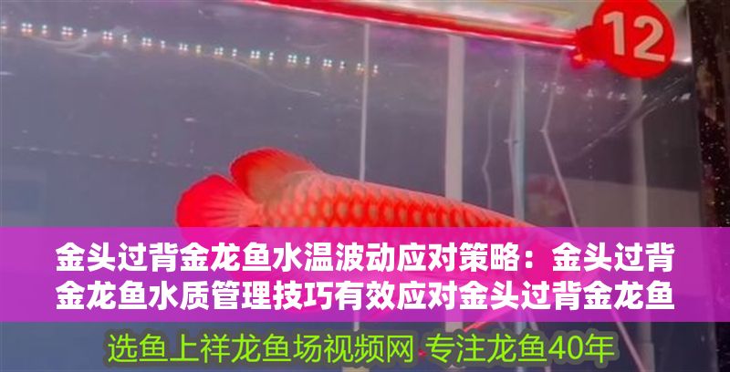 金頭過背金龍魚水溫波動應對策略：金頭過背金龍魚水質管理技巧有效應對金頭過背金龍魚的水溫波動