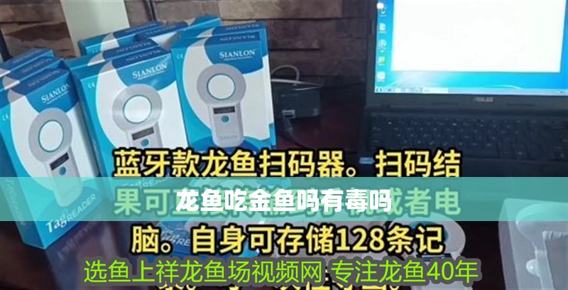 龍魚吃金魚嗎有毒嗎