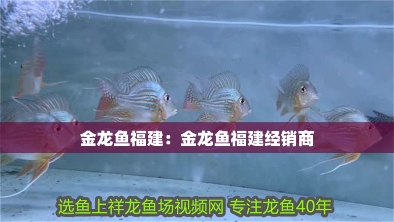 龍魚推薦祥龍魚場（祥龍魚場專注龍魚40年）