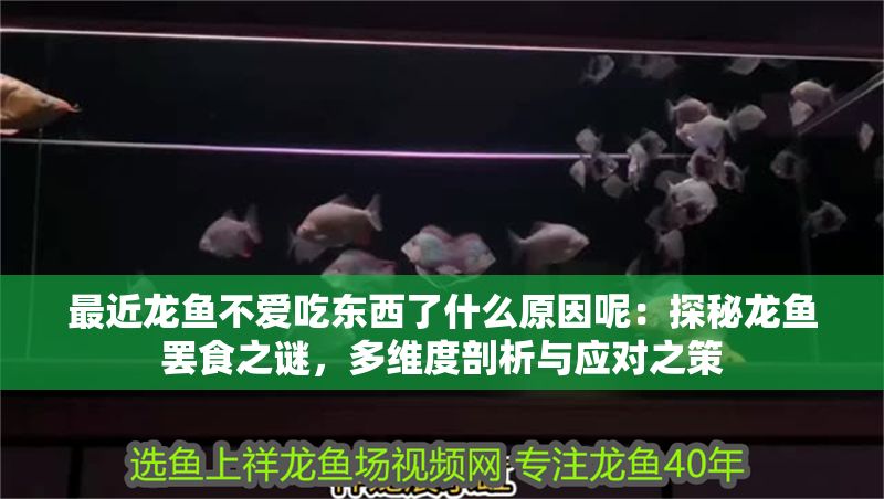 最近龍魚不愛吃東西了什么原因呢：探秘龍魚罷食之謎，多維度剖析與應對之策