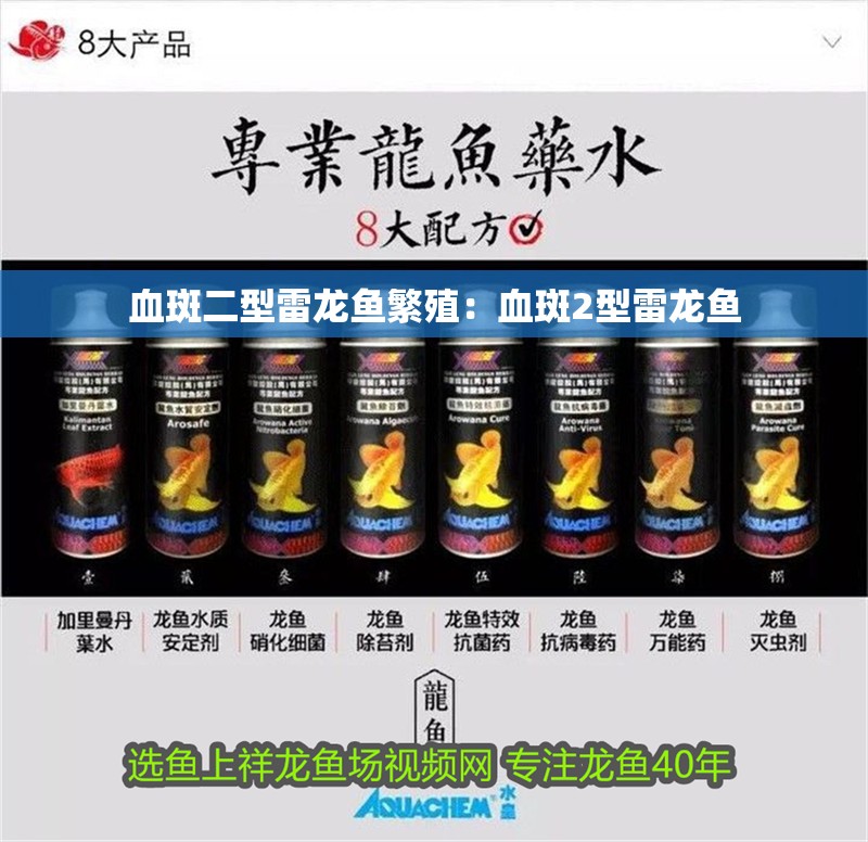 血斑二型雷龍魚繁殖：血斑2型雷龍魚