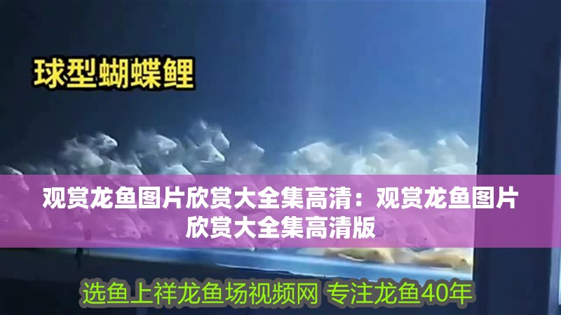 觀賞龍魚圖片欣賞大全集高清：觀賞龍魚圖片欣賞大全集高清版