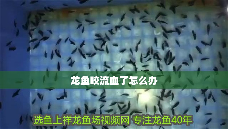 龍魚咬流血了怎么辦