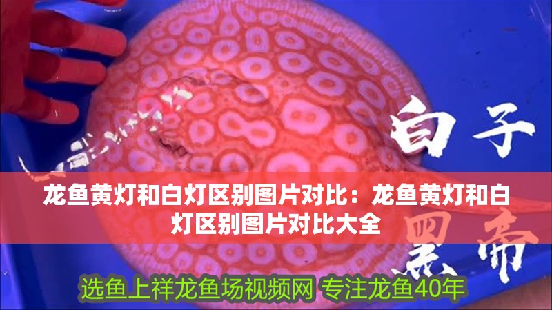 龍魚黃燈和白燈區別圖片對比：龍魚黃燈和白燈區別圖片對比大全