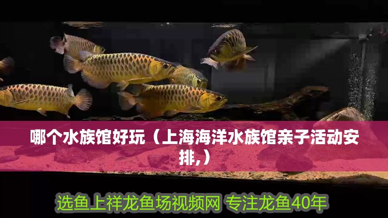 哪個(gè)水族館好玩（上海海洋水族館親子活動(dòng)安排,）