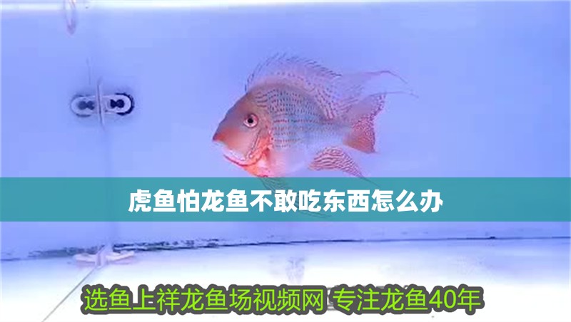 虎魚怕龍魚不敢吃東西怎么辦