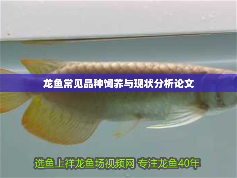 龍魚常見品種飼養與現狀分析論文