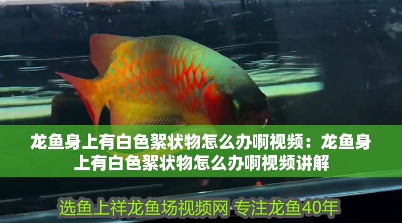 龍魚身上有白色絮狀物怎么辦啊視頻：龍魚身上有白色絮狀物怎么辦啊視頻講解