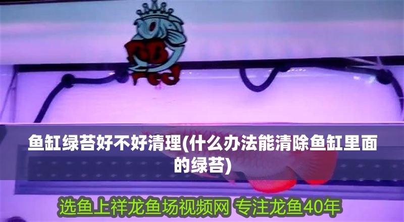 魚缸綠苔好不好清理(什么辦法能清除魚缸里面的綠苔)