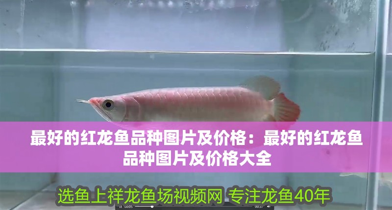 最好的紅龍魚品種圖片及價格：最好的紅龍魚品種圖片及價格大全