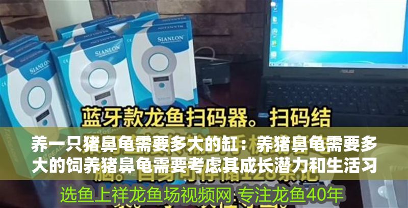 養一只豬鼻龜需要多大的缸：養豬鼻龜需要多大的飼養豬鼻龜需要考慮其成長潛力和生活習慣